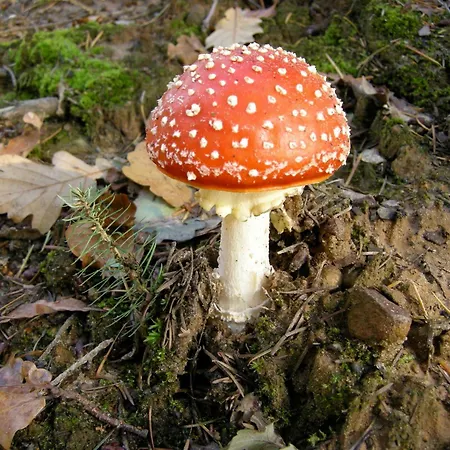 Auf Dem Golfplatz Tecklenburger Land * 테클렌부르그