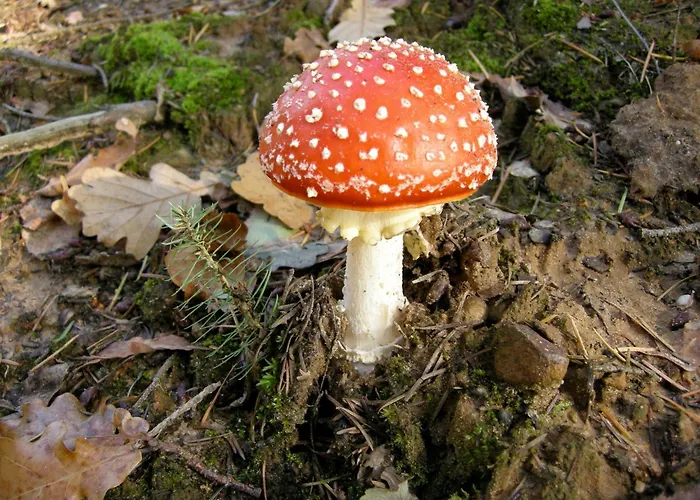 Auf Dem Golfplatz Tecklenburger Land * Tecklenburg